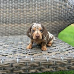 Java - Dapple male Dachshund puppy in Stilwell, Oklahoma from Mountain Top Dachshunds