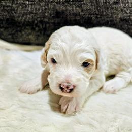 Rolly - White male Bernedoodle puppy in Forest, Ohio from Mini Doodle Buddies