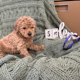Boy 5 - Apricot male Goldendoodle puppy in Hudson, Indiana from Kim’s Doodles