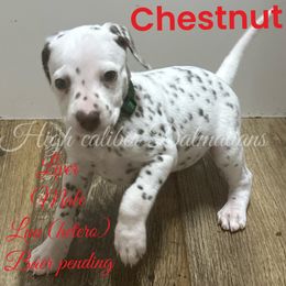 Chestnut - White and liver brown Dalmatian puppy in Pocatello, Idaho from High Caliber Dalmatians