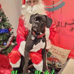 Boxer Puppies from SmashBox Kennel