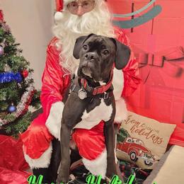 Boxer Puppies from SmashBox Kennel
