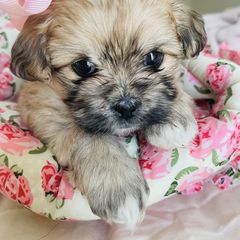 Shichon Puppies from Mel’s Shichon Teddy Bear Puppies
