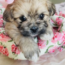 Shichon Puppies from Mel’s Shichon Teddy Bear Puppies