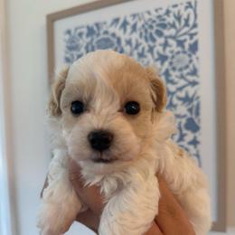 Everest - White female Maltipoo puppy in Wendell, North Carolina from Teddys Teddy Bears