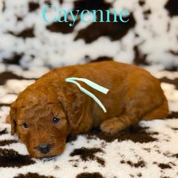 Cayenne - Red  female Goldendoodle puppy in Houston, Texas from Golden Life Doodles