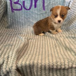 Honey Bun - Sable female Pembroke Welsh Corgi puppy in Sherwood, Michigan from Patrick's Puppies