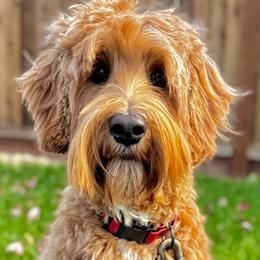 Kiwi - Australian Labradoodle