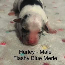 Hurley - male Sporty Mix puppy in Richland, Michigan from Seay's Sporty Mixes