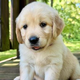 Sophie - Light golden female Golden Retriever puppy in Doniphan, Missouri from Stockford’s Golden Retrievers