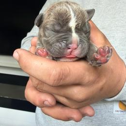 Naveen - Lilac tri-color male Bulldog puppy in Harvard, Illinois from Dominiques doodle plus