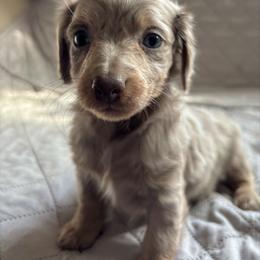 Cedar - Dapple male Dachshund puppy in Aiken, South Carolina from State Eight Dachshunds