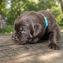 Teal Collar - Chocolate female Labrador Retriever puppy in Archer Lodge, North Carolina from Archer Lodge Labradors