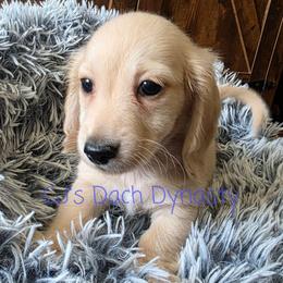 LUCKY 3600 - Cream male Dachshund puppy in Gatesville, Texas from CJ's Dach Dynasty