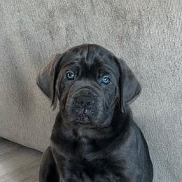 Cane Corso Puppies from Elite Legacy Corsos