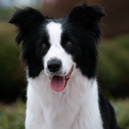 Twister - Border Collie