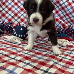 Miata - Red tri-color female Australian Shepherd puppy in Waxahachie, Texas from Volks Aussies
