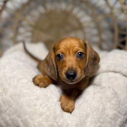 Pancake - Dapple male Dachshund puppy in Phoenix, Arizona from Lengthydog.co