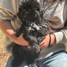 Black Boy - Black male Shih Tzu puppy in Stafford, Virginia from Smore's Shih Tzus