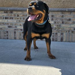 Korsa - Rottweiler