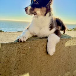 Australian Shepherd Puppies from Cloverdale Australian Shepherds