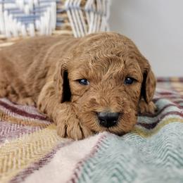 Rusty - Red  male Goldendoodle puppy in Temecula, California from Oodles O'Doodles