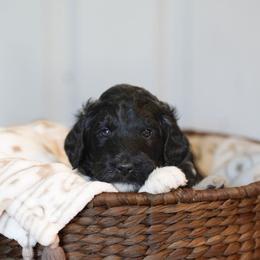 Cedar - Tri-color male Bernedoodle puppy in Delta, Pennsylvania from KEE Bernedoodles