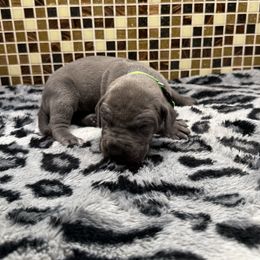 Neon green collar - Blue female Great Dane puppy in Ider, Alabama from Sand Mountain Danes LLC