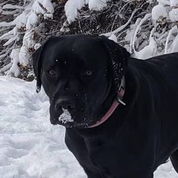 Lily - Labrador Retriever