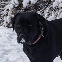 Lily - Labrador Retriever