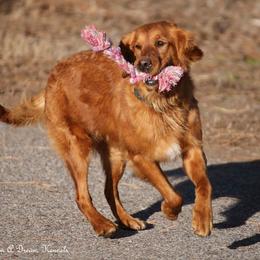 Polly - Golden Retriever