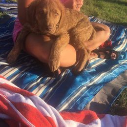 Chesapeake Bay Retriever Puppies from Twin Oak's Chesapeakes
