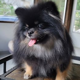 Hershey - Pomeranian