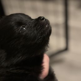 Pomeranian Puppies from Wickedly Cute Puppies