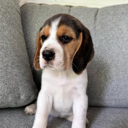 Baby girl 1 - Black white and tan female Beagle puppy in Monticello, Georgia from Beaglelove