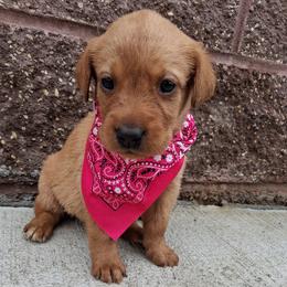 Girl 1 - female Labrador Retriever puppy in Potosi, Wisconsin from Point and Flush Gun Dogs