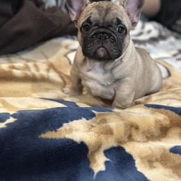 French Bulldog Puppies from Pawcific Coast Bullies