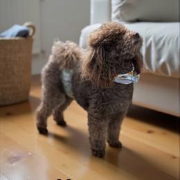 Rufus - Poodle