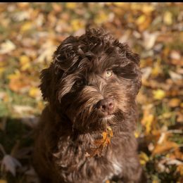 Sheila - Australian Labradoodle