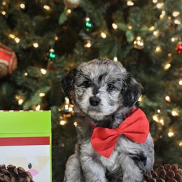 Goldendoodle and Aussiedoodle Puppies from Sister Doodles