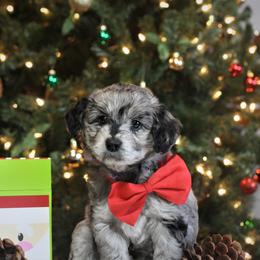 Goldendoodle and Aussiedoodle Puppies from Sister Doodles