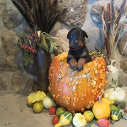 Doberman Pinscher Puppies from Laurel Vail