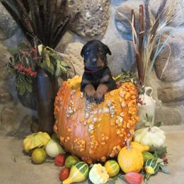 Doberman Pinscher Puppies from Laurel Vail