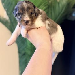 Ice Cream - Brown - Tri-color male Bernedoodle puppy in Charleston, South Carolina from Palm Belle Doodles