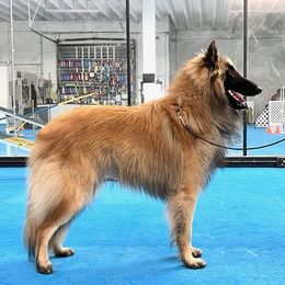 Belgian Tervuren from Hijinks