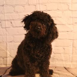 Cavachons, Cavalier King Charles Spaniels, Cavapoos, and Goldendoodles from Manoka's Honeybee