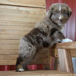Starsky - Red merle male Australian Shepherd puppy in Wichita Falls, Texas from Spotted Mule Aussies