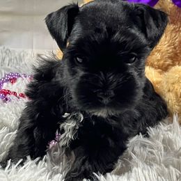 Lucy - Black female Miniature Schnauzer puppy in Slaughterville, Oklahoma from Priscilla's Miniature Schnauzers