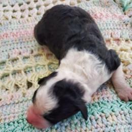 Beth - Black and white female Sheepadoodle puppy in Bellevue, Iowa from Vivere Farm LLC