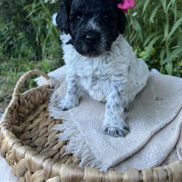 Goldendoodle Puppies from Dandelion Lane Doodles